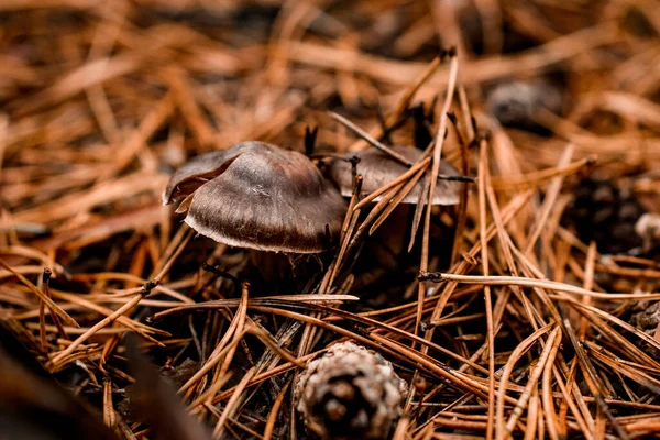 Крупным планом ядовитых грибов жаб, растущих в выпавших иглах в сосновом лесу — стоковое фото