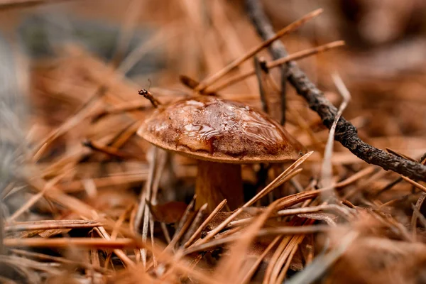 Close-up van kleine bruine eetbare paddenstoel met natte dop die groeit in droge gevallen naalden — Stockfoto