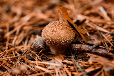 Sonbahar çam ormanlarının kuru iğnelerinde yetişen yuvarlak kahverengi mantarlar.