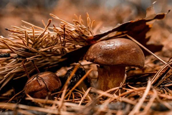 Familia de setas escondidas en agujas de pino en el bosque otoñal. —  Fotos de Stock