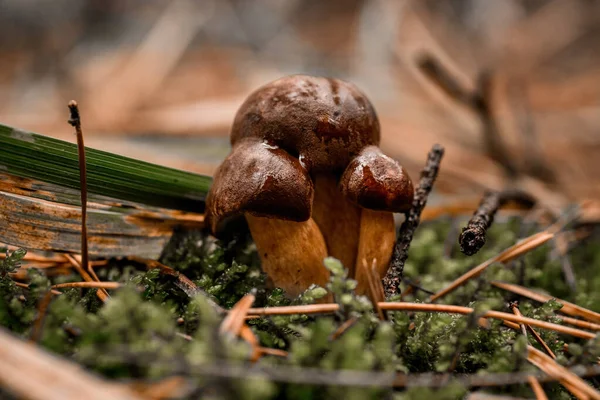 Семья грибов с темно-коричневыми шапками растет на зеленом мху в сосновом лесу — стоковое фото