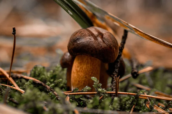 Несколько грибов с темно-коричневыми шапками растут на зеленом мху в сосновом лесу — стоковое фото