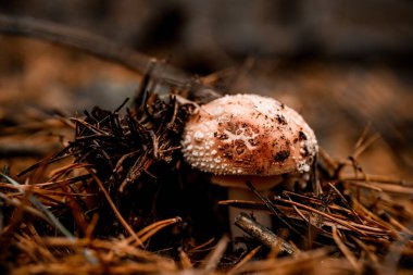 Tek zehirli mantar, sonbahar ormanlarında çam iğnelerinin üzerinde yetişir.