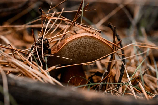 Красивый гриб, спрятанный в сосновых иглах в осеннем лесу. — стоковое фото