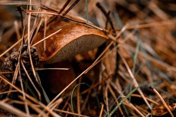 Крупный план гриба, спрятанного в сосновых иглах в осеннем лесу. — стоковое фото