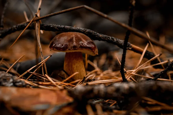 Vista de setas con gorra marrón oscuro crece entre ramas caídas en bosque de pinos —  Fotos de Stock