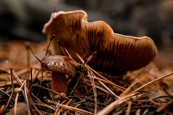 Primer plano de las setas que crecen en el bosque de pinos de otoño en las agujas —  Fotos de Stock