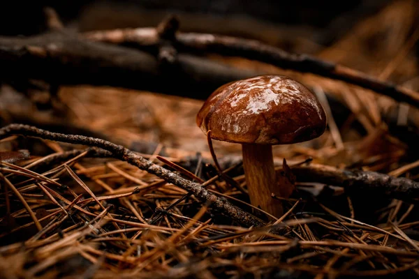 Один гриб с влажной крышкой растет среди упавших ветвей и иголок в сосновом лесу — стоковое фото