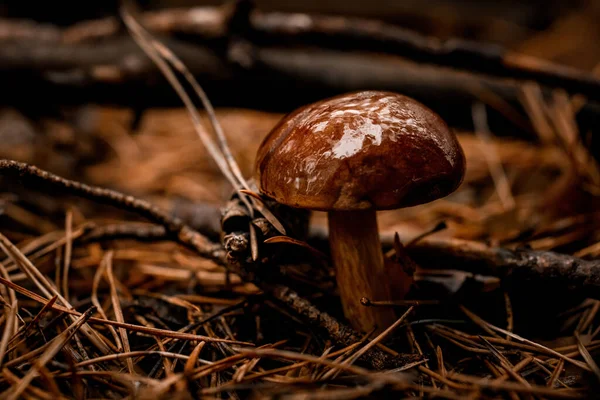 树冠潮湿的蘑菇生长在松林的树枝和针叶之间 — 图库照片