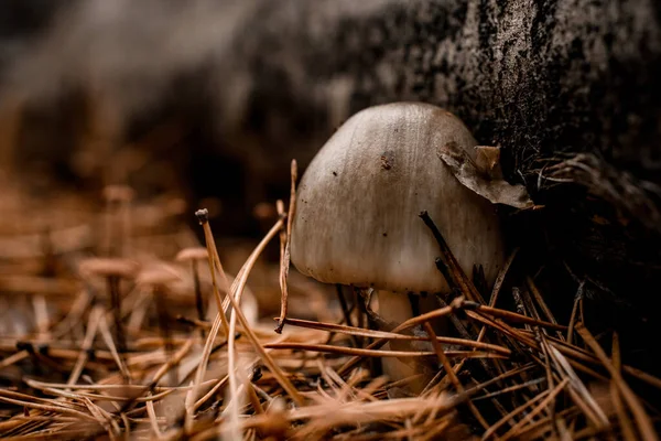 Primer plano sobre los hongos parásitos que crecen en la rama caída del árbol —  Fotos de Stock