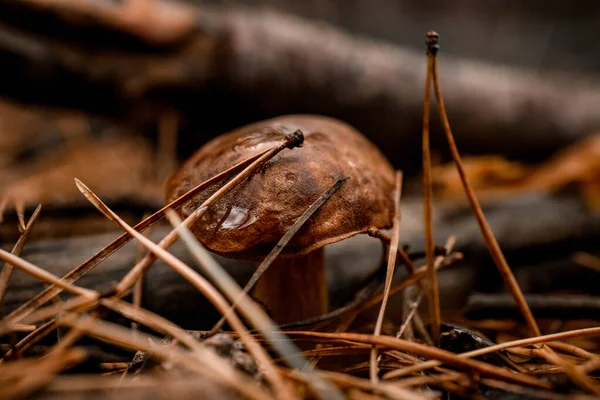 Hnědá jedlá houba ukrytá v borovicových jehličích v podzimním lese. — Stock fotografie