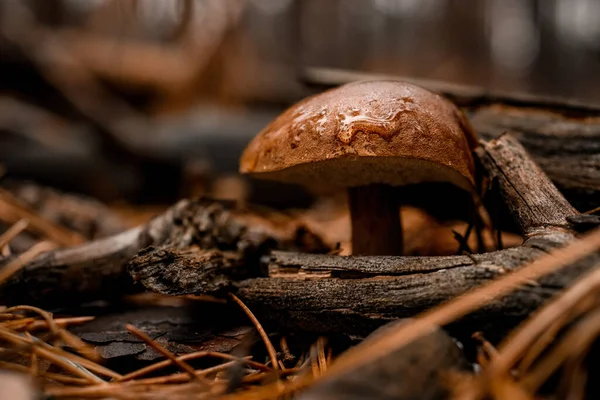 Hermoso hongo marrón con gotitas de agua crece en el bosque de otoño. —  Fotos de Stock