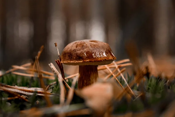 Mooie bruine herfst paddestoel groeit in het bos in dennennaalden en groen mos — Stockfoto