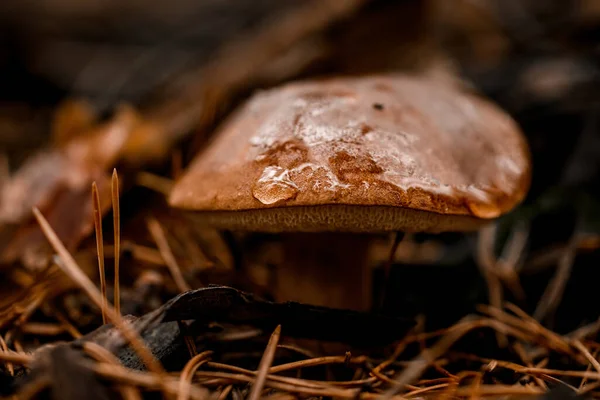 Sonbahar ormanlarında çam iğneleriyle yetişen ıslak kahverengi mantarların yakın çekimi. — Stok fotoğraf