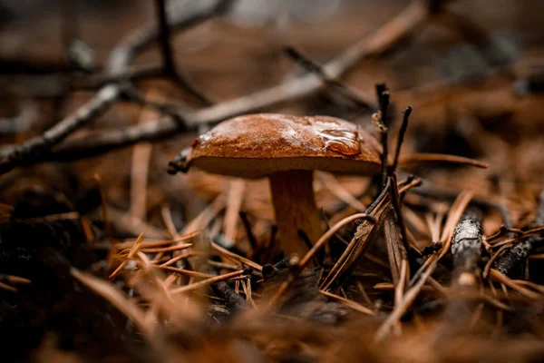 Коричневый гриб с капельками воды растет в осеннем лесу. — стоковое фото
