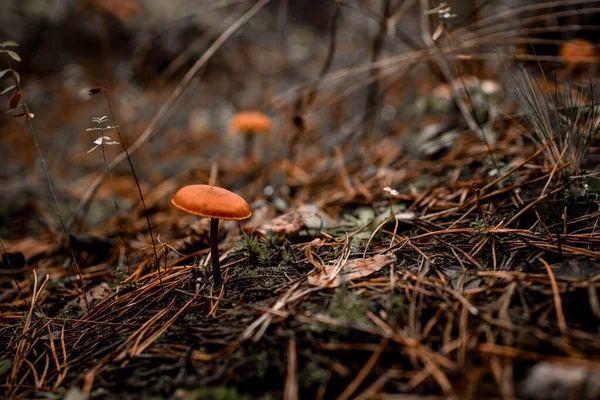 Uitzicht op mooie giftige paddestoel op dunne stengel groeit in een herfstbos — Stockfoto