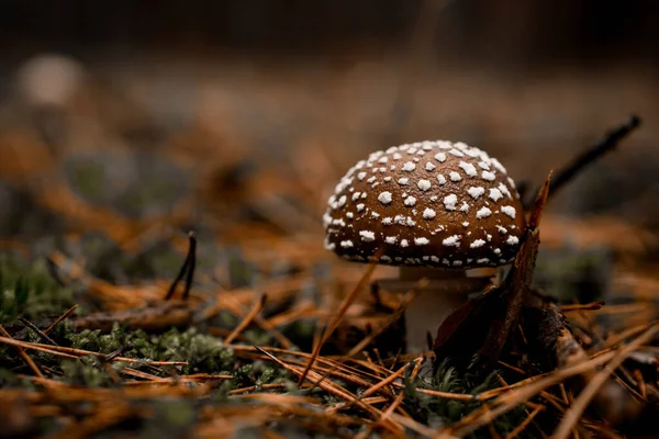 Syn på giftig svamp med mössa i vita prickar växer i skogen — Stockfoto