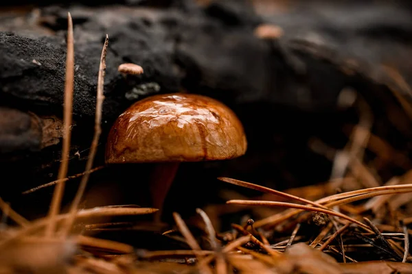 俯瞰落叶下生长的湿褐色蘑菇 — 图库照片
