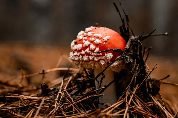 Маленький отруйний мухоморський гриб росте в лісі на соснових голкоках — стокове фото