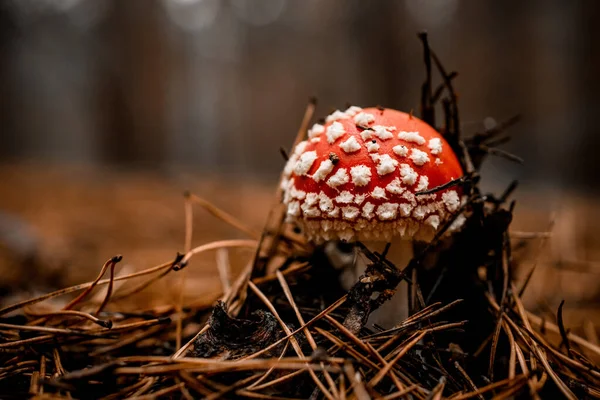 Гриб з яскраво-червоною шапочкою в білих краях росте в осінньому лісі — стокове фото