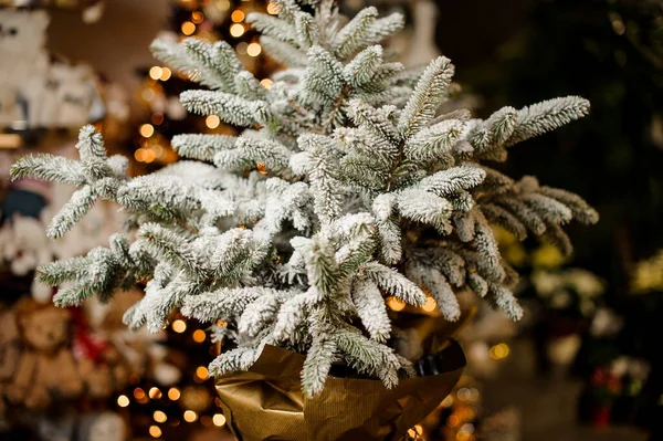 Uitzicht op mooie kleine groene besneeuwde kerstboom in pot — Stockfoto