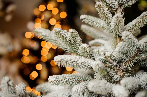 美しい小さな緑の雪に覆われたクリスマスツリーの枝のクローズアップ背景にぼやけた — ストック写真