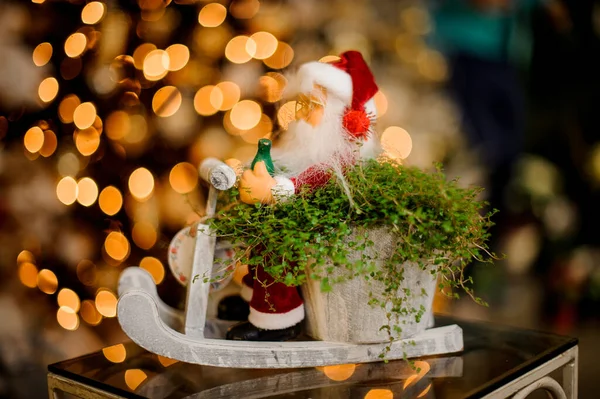 Vista lateral da panela com planta na forma de santa claus sentado no trenó — Fotografia de Stock