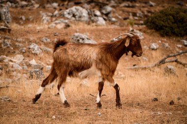 Çayırda yürüyen sevimli kahverengi keçi manzarası