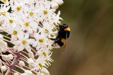 Üzerinde çizgili arı olan beyaz çiçeğin yakın çekimi.