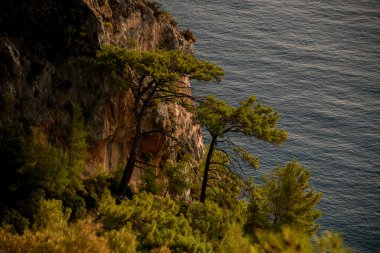 Türkiye 'nin deniz ve dağlarına karşı yeşil kozalaklı ağaçların harika manzarası