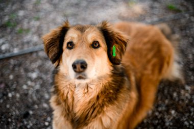 Parkta sevimli, tüylü, başıboş bir köpek var.
