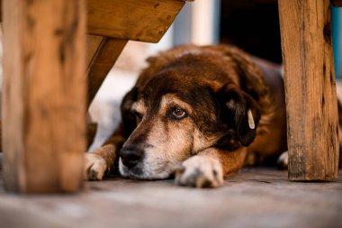 Yerde yatan üzgün sokak köpeğinin manzarası