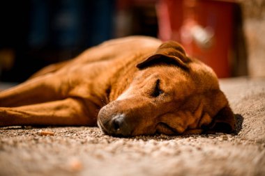 Dışarıda uyuyan kızıl köpeğin yakın çekimi.