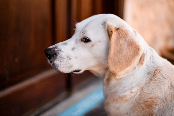 Vue latérale de la tête de charmant chien errant de race mixte dans la rue — Photo