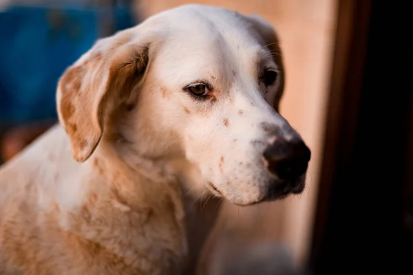 Portrait of lovely stray dog of mixed breed on the street — Stock Photo, Image