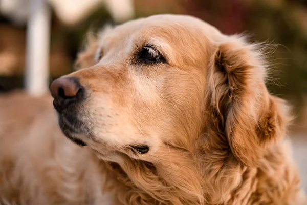 Portret uroczy kudłaty pies wygląda jak golden retriever zewnątrz — Zdjęcie stockowe