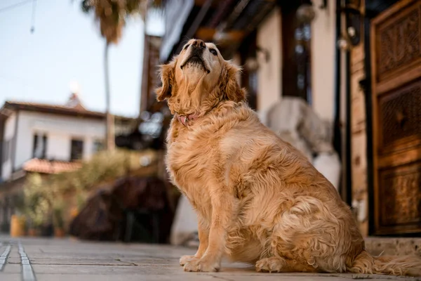 Piękny widok na cute Shaggy Dog siedzi na ulicy. — Zdjęcie stockowe