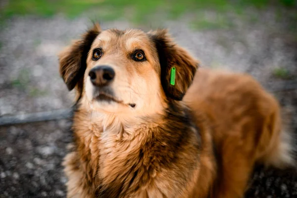 Dość kudłaty zabłąkany kundel pies w parku — Zdjęcie stockowe