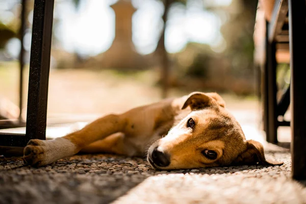 Poco lindo perro callejero mestizo se encuentra en su lado y mira a la cámara —  Fotos de Stock