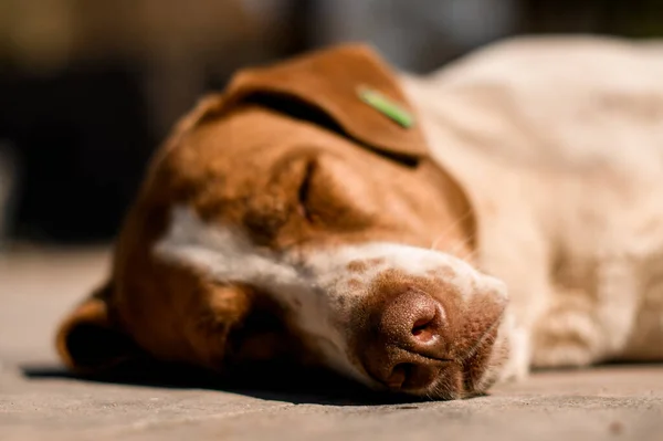 Close-up de cabeça de cão vadio sem-teto dormindo na rua — Fotografia de Stock