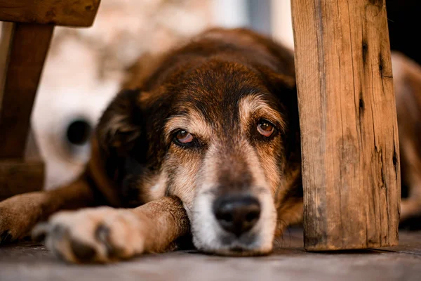 Portrait of sad-looking street dog lying on floor and looking at the camera — Stock Photo, Image