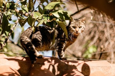 Şirin tekir kedi, güneşli bir günde ağaçların yanında sokakta yürüyor.