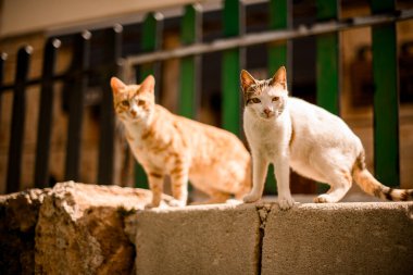 İki melez kedi büyük kayalıklarda dikilip kameraya bakıyorlar.