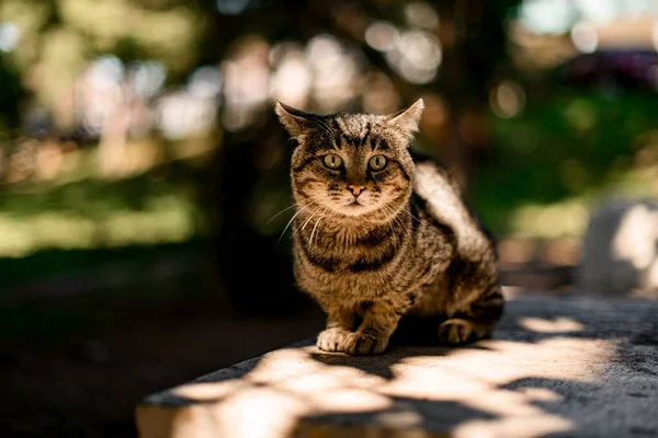 Beautiful view of homeless tabby cat sitting on the big stone in the park. — Stock Photo, Image