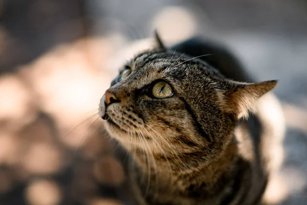Zbliżenie głowy ślicznego kotka pręgowanego na rozmytym tle — Zdjęcie stockowe
