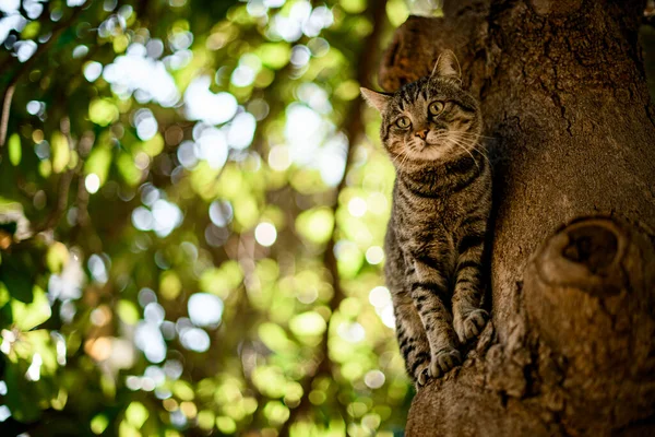 Söt tabby katt sitter på träd och tittar bort. — Stockfoto