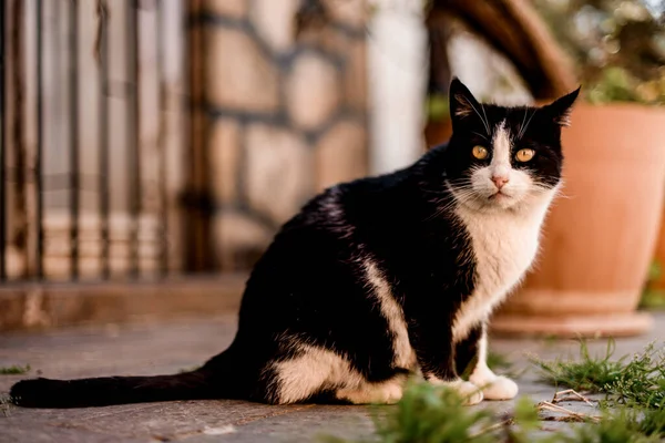 Widok z bliska na czarno-białego kota z pięknymi jasnożółtymi oczami siedzi na zewnątrz — Zdjęcie stockowe