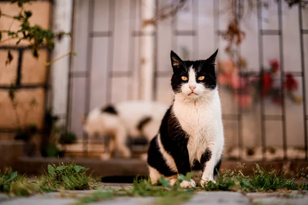 Słodkie czarny i biały kot z piękny jasne żółte oczy siedzi na zewnątrz — Zdjęcie stockowe