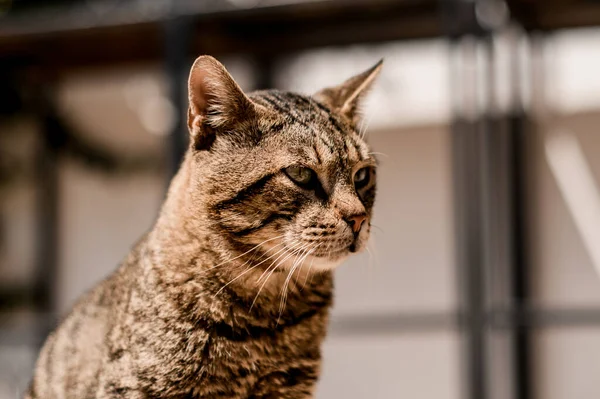 Schattig gestreept kat hoofd op wazig achtergrond — Stockfoto