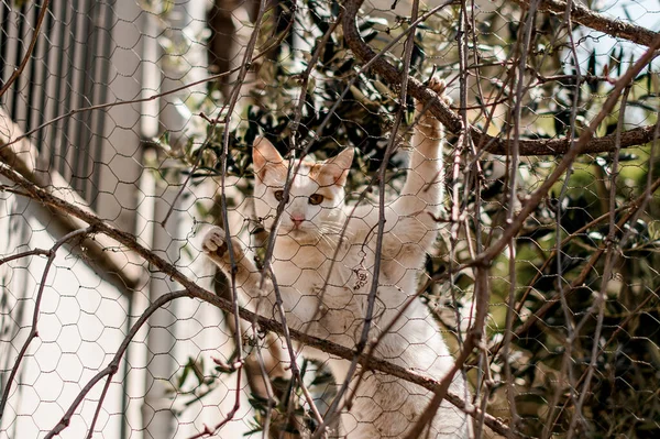 木の枝の間の白い猫の登山メッシュフェンスの眺め — ストック写真